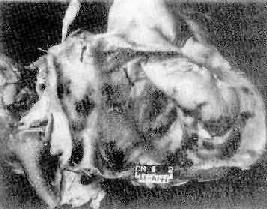 ���Է�ʪ���İ�Ĥ��