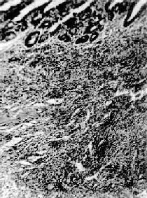 �����Գ���