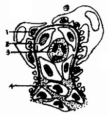 ��С��΢С����ģʽͼ