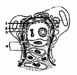 Ĥ����ֳ����С������ģʽͼ